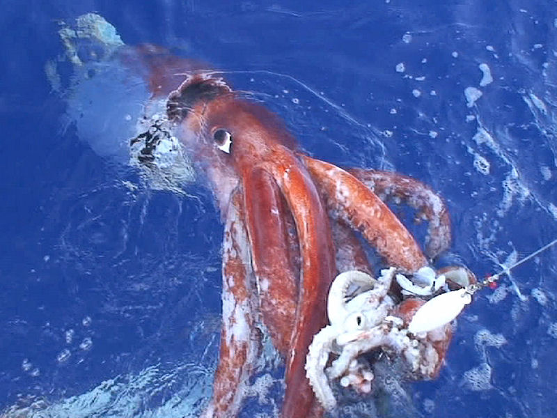 calamaro_gigante