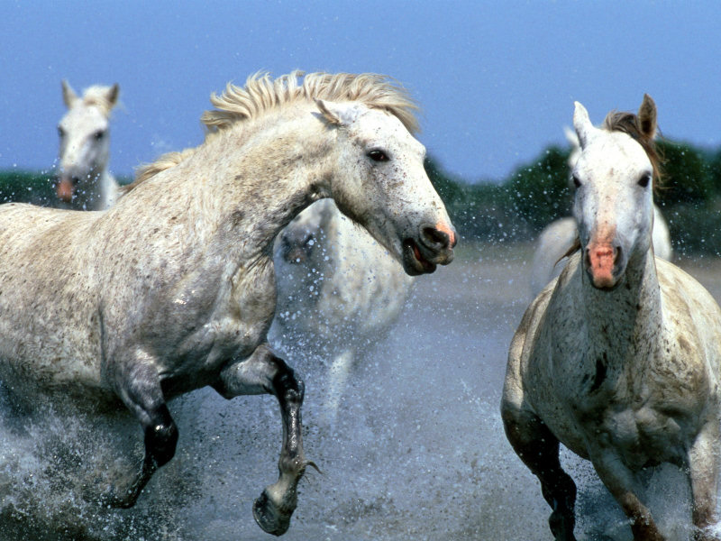 cavallo