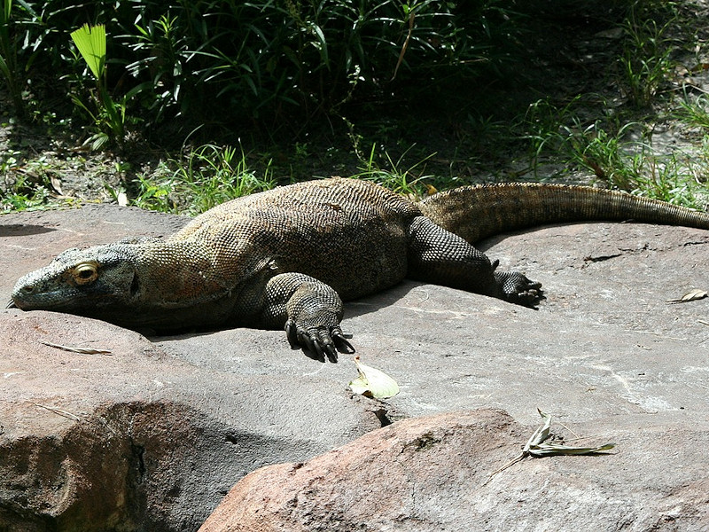 drago_di_komodo