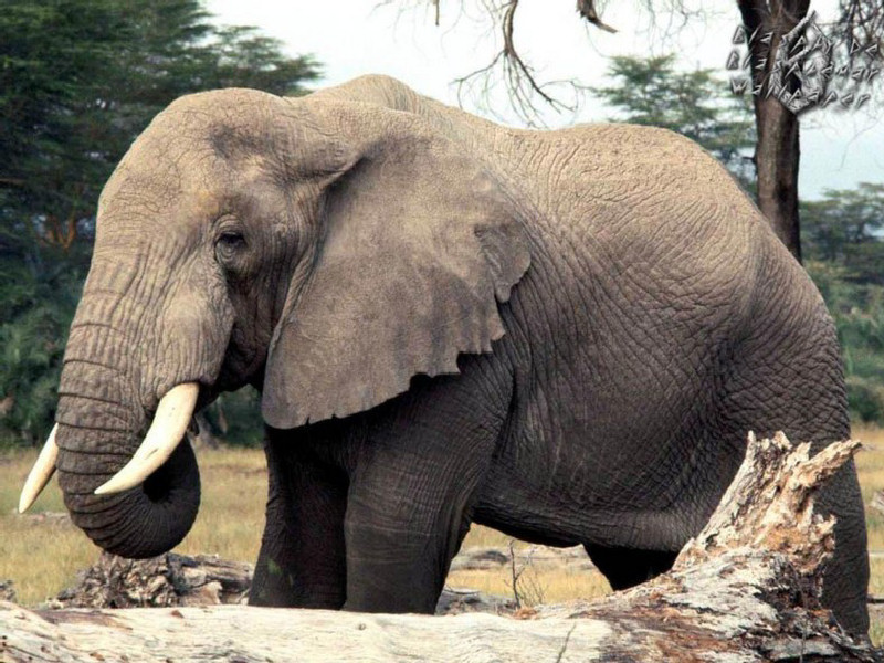 elefante