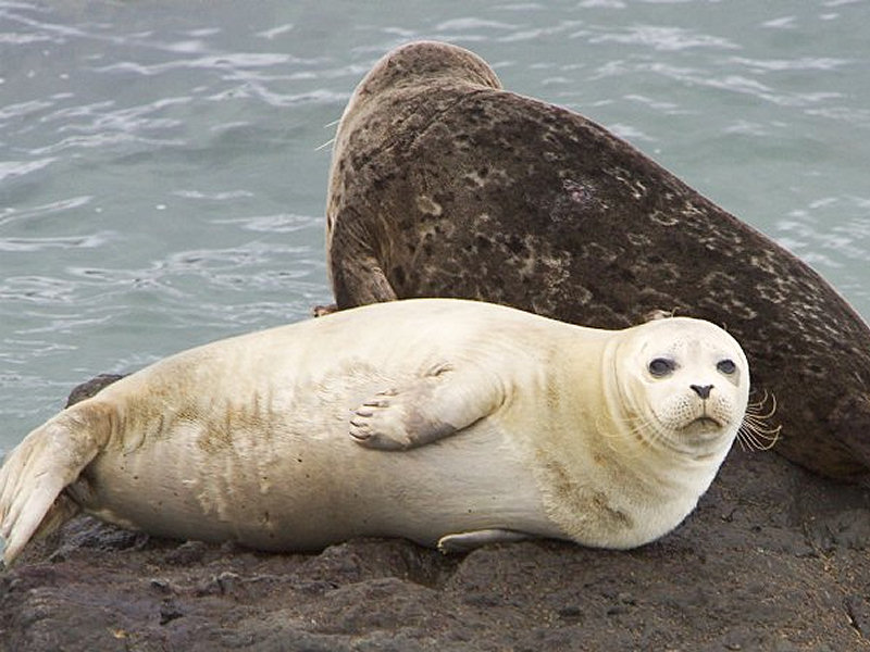 foca