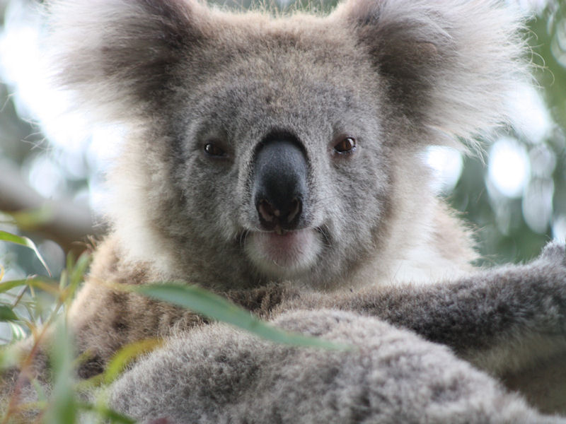 koala