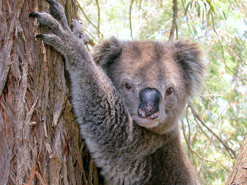 koala