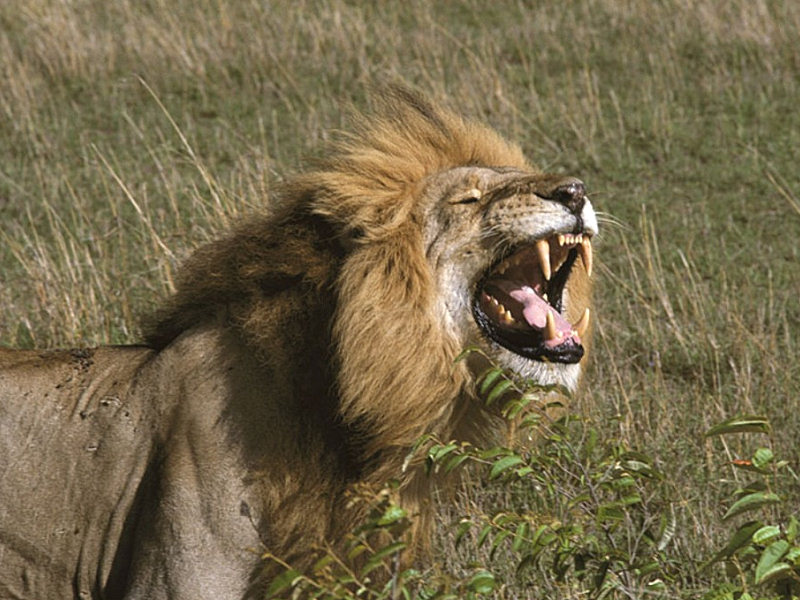 leone