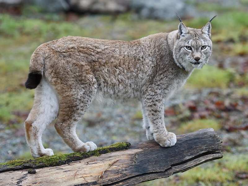 lince