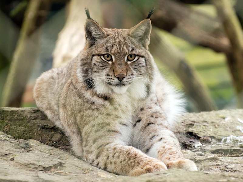 lince