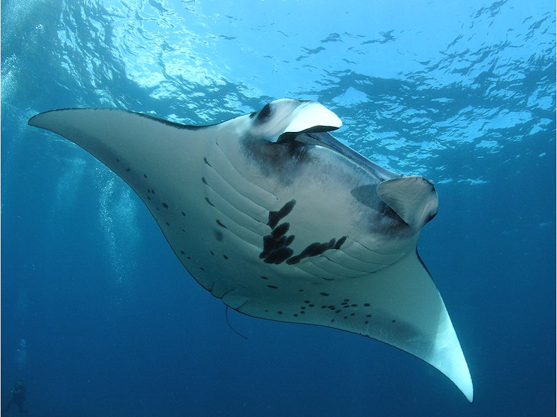 manta