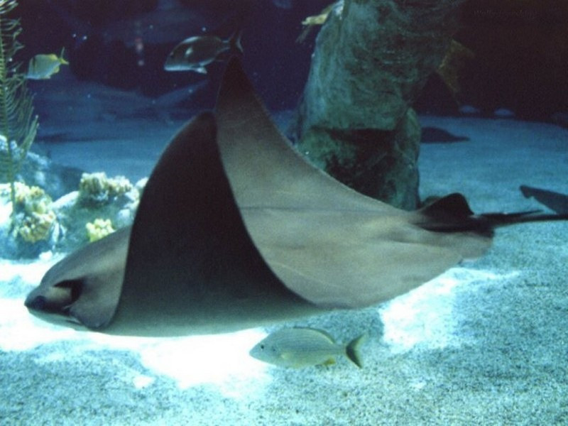 manta