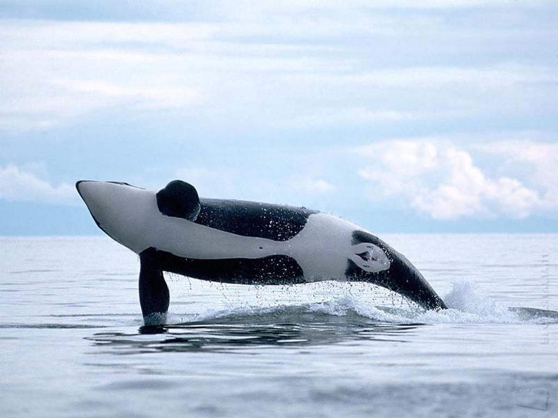 orca