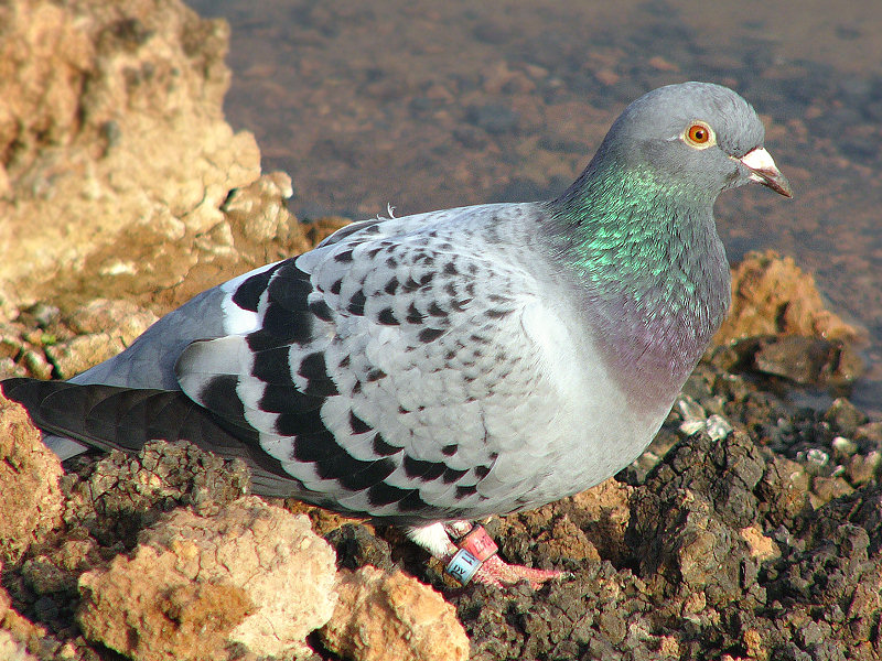 piccione