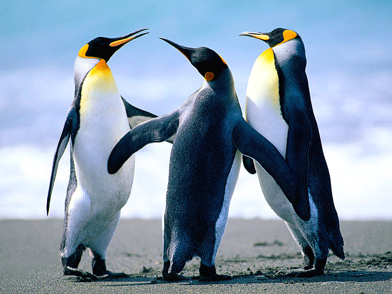 Zoo Virtuale E Vero Che I Pinguini Si Fidanzano Come Noi