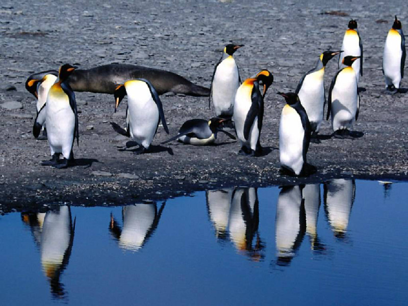 pinguino