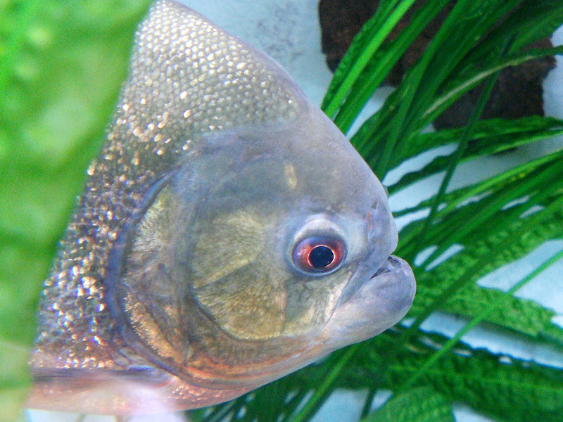 piranha
