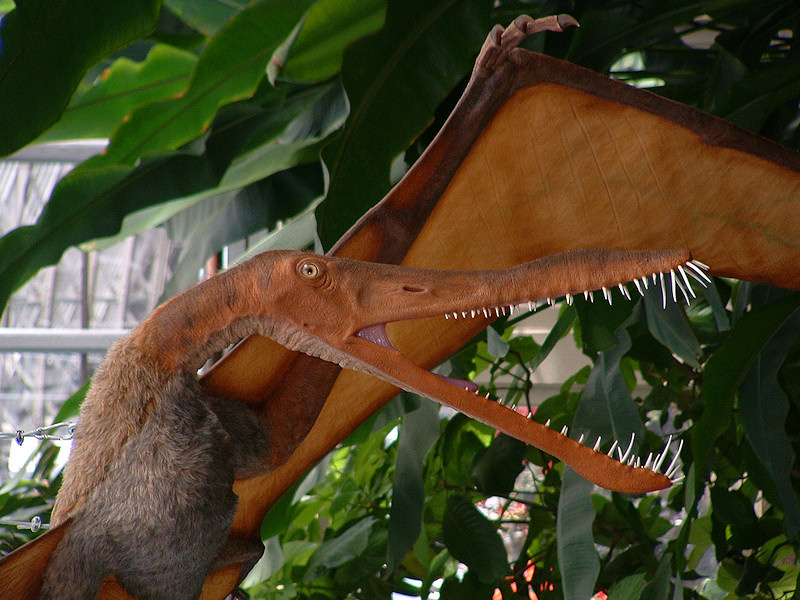 pterodactylus