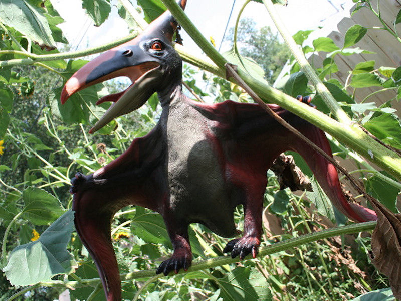 pterodactylus
