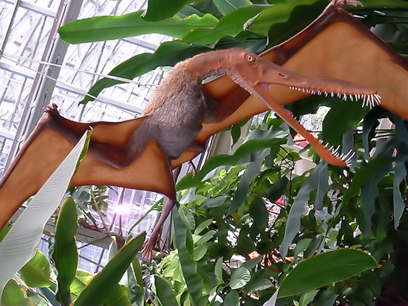 pterodactylus