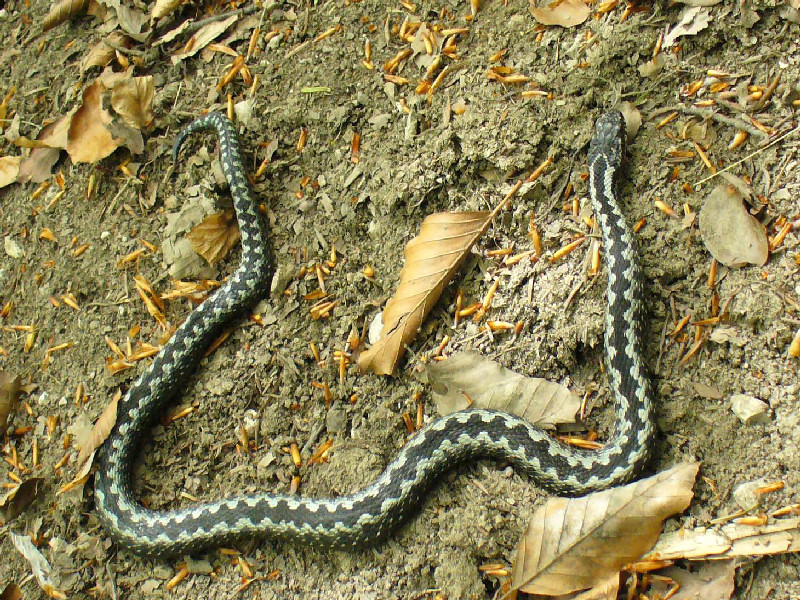 serpente