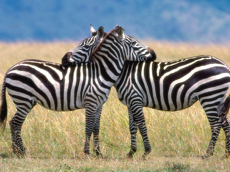 zebra