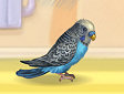 <b>Cura il pappagallo - Polly the parrot