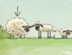 <b>Le 3 pecorelle - Pecore