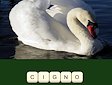 Gioco Quiz zoo