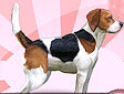 <b>Educa il Beagle - Beagle training