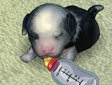 <b>Il mio cagnolino - My dog