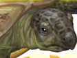 Gioco Turtle care