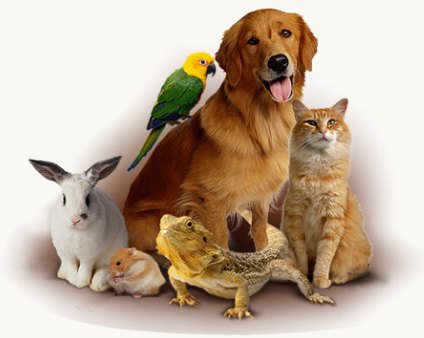 Nomi Per Animali Domestici Cani Gatti Rettili Roditori Pesci E