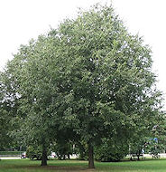 Oroscopo celtico segno Bagolaro