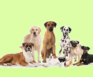 A quale cane assomigli?