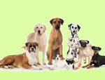 A quale cane assomigli?