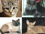 A quale Gatto assomigli?