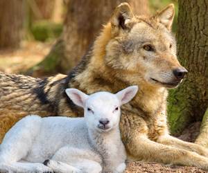 Sei pi lupo o agnello?